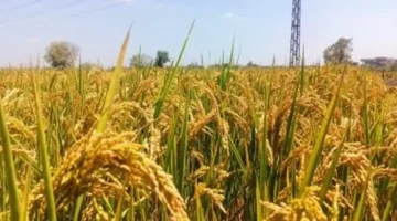 زيادة 36.6 في متوسط نصيب الفرد من الأرز عام 2024 وفق بيانات جهاز الإحصاء 1